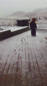 Livia titter på spor i sneen